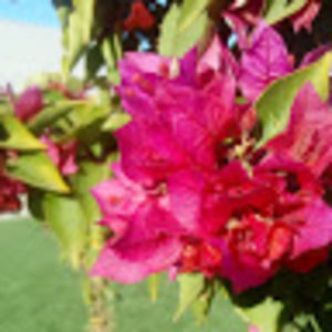 Meet your Posher, Isabella